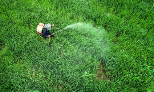Aerial view from flying drone. Thai farmer spraying chemical to young green rice field. Agriculture concept